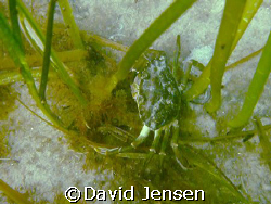 Crab captured at Amager strandpark by David Jensen 